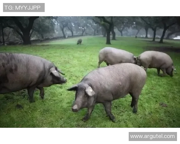 国王猪与赤兔马的传奇对决谁才是动物界的王者之争